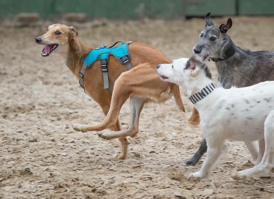 Dogs (Local Delivery)