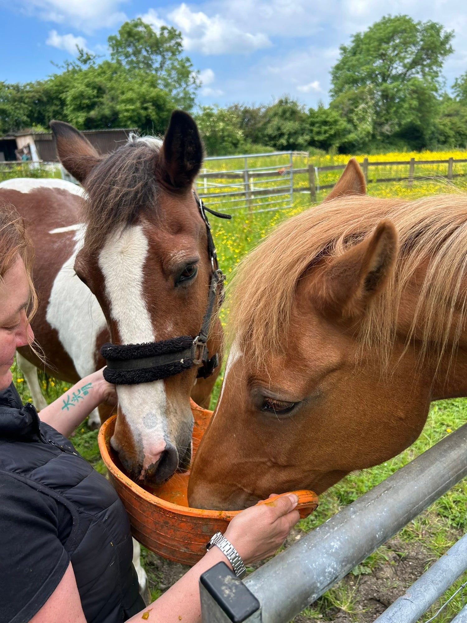Equine Products