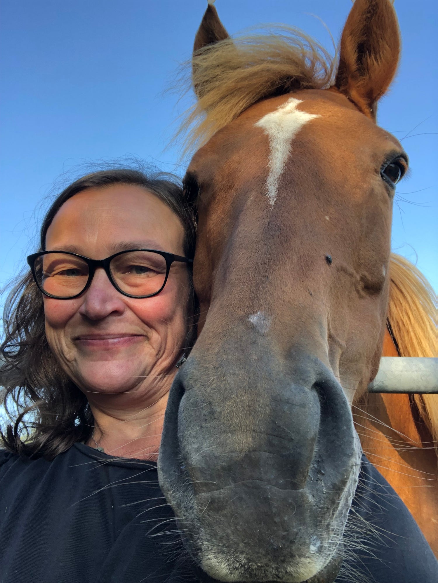 Horses (Local Delivery)