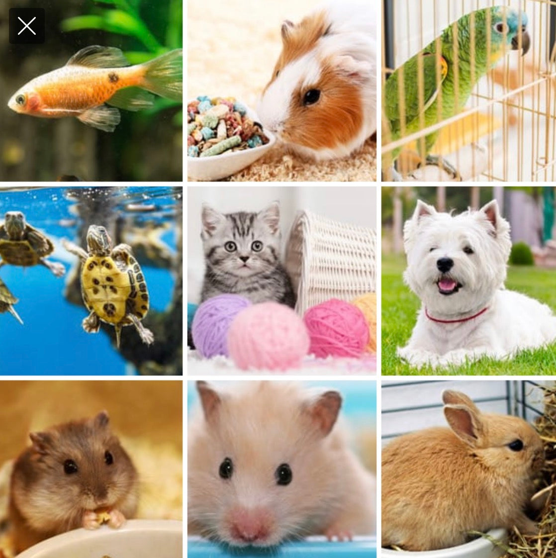 Small Pets