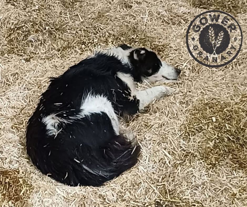 Gower Granary Chopped Wheat Bedding Straw
